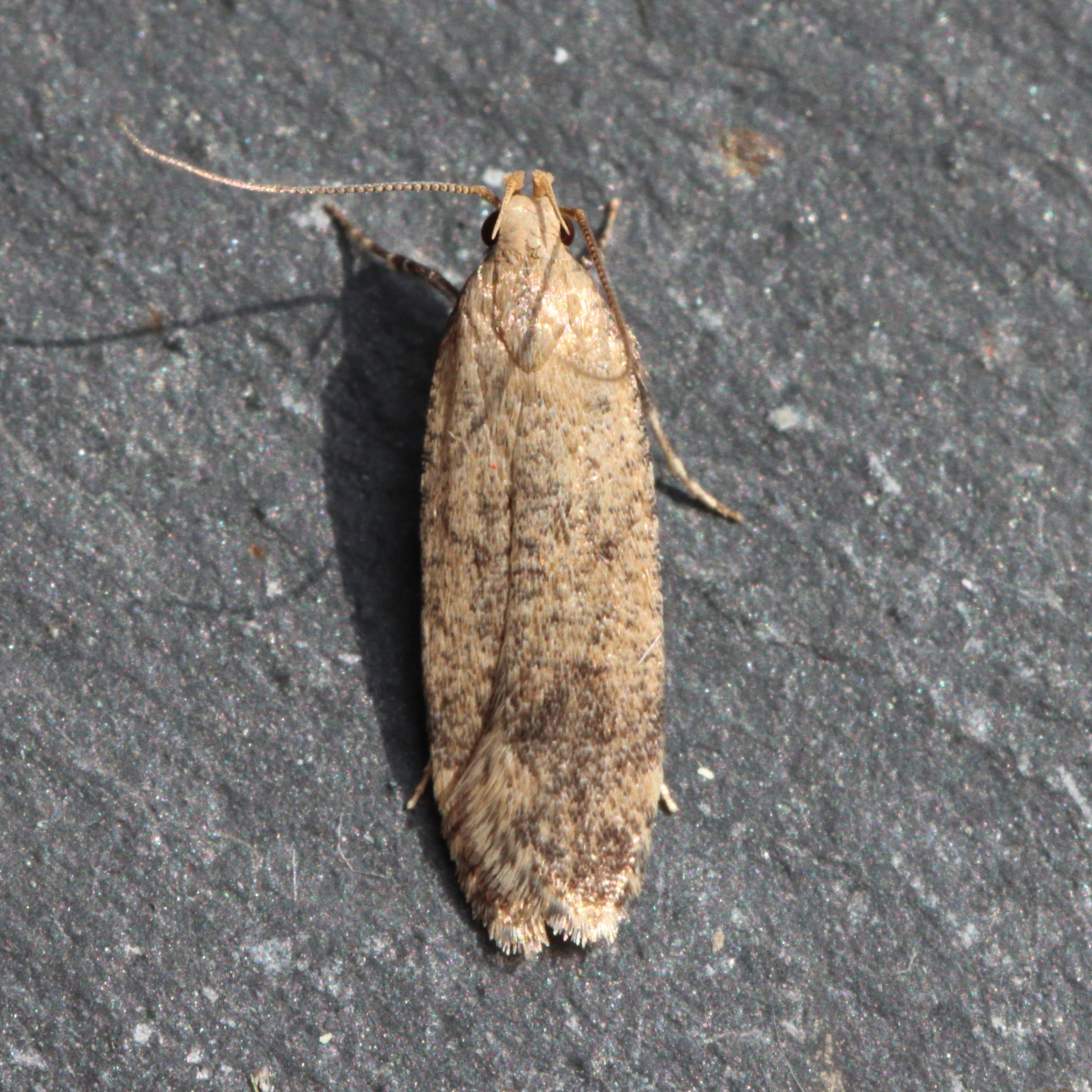 Photo of Hollyhock Seed Moth (Pexicopia malvella)